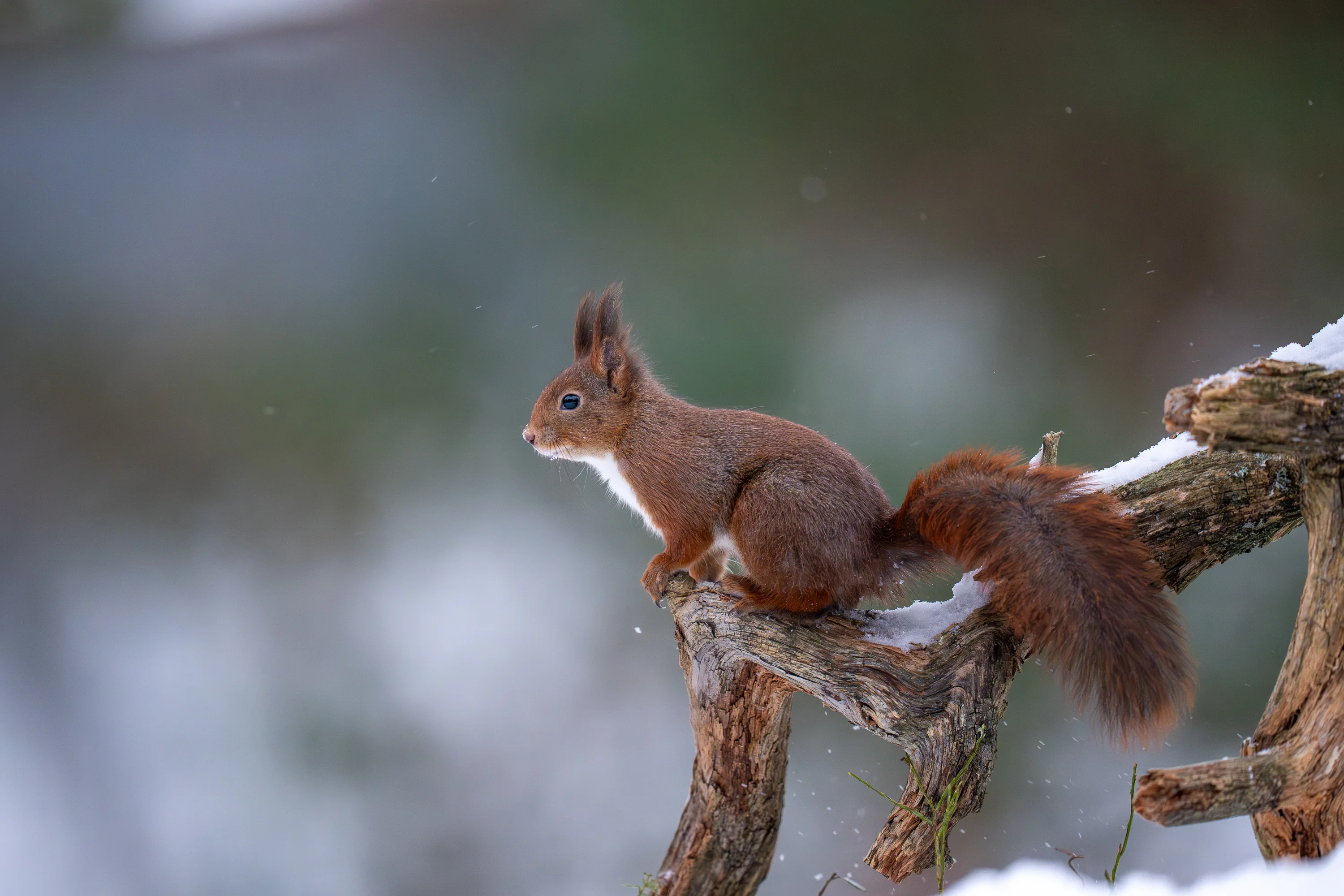 Norway Winter Raptors Expedition gallery image 19